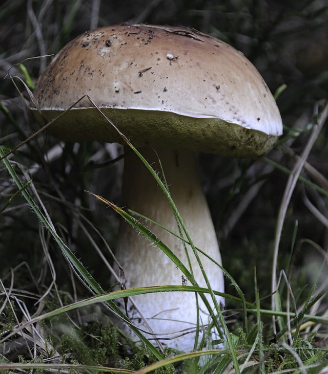 Steinpilze sind im Kreis Waldshut aktuell noch Mangelware.  | Foto: Andrea Schiffner