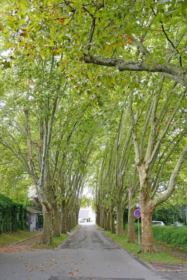 Ein Punkt der Debatte: die Allee beim ...ter, die knftig autofrei werden soll.  | Foto: Franziska Kleintges