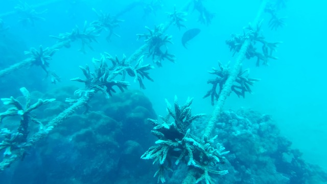 An solchen Schn&uuml;ren wachsen die Korallenfragmente vor Nha Trang.  | Foto: Nguyen Thuy Vu/Villa Le Corail Gran Melia/dpa