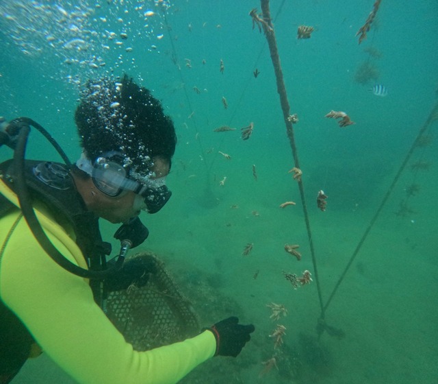 In Nha Trang wird die Korallen-Aufzuch...on regelm&auml;&szlig;ig kontrolliert.  | Foto: Nguyen Thuy Vu/Villa Le Corail Gran Melia/dpa