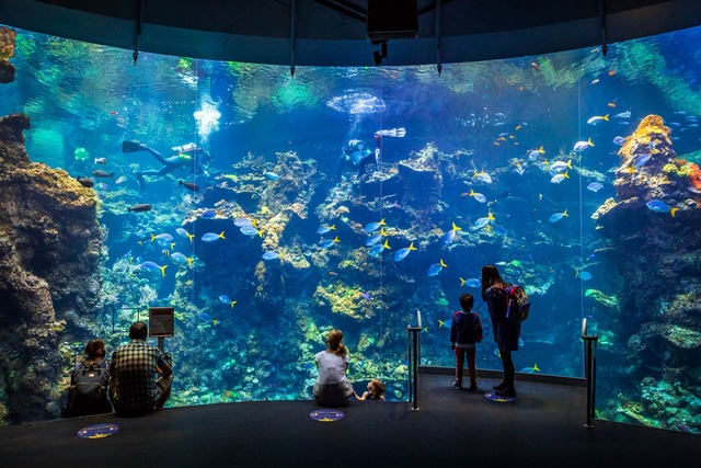 Das Innenraum-Riff in San Francisco z&...lt zu den gr&ouml;&szlig;ten der Welt.  | Foto: Gayle Laird/California Academy of Sciences /dpa