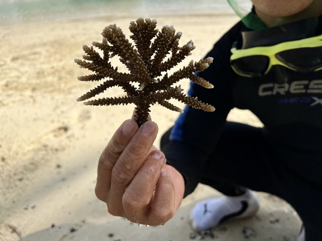 Eine Koralle des Typs Acropora Muricata<Bildquelle></Bildquelle>  | Foto: Carola Frentzen (dpa)