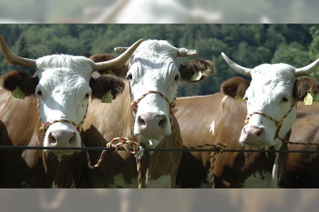 Groer Festtag mit beeindruckender Tierschau