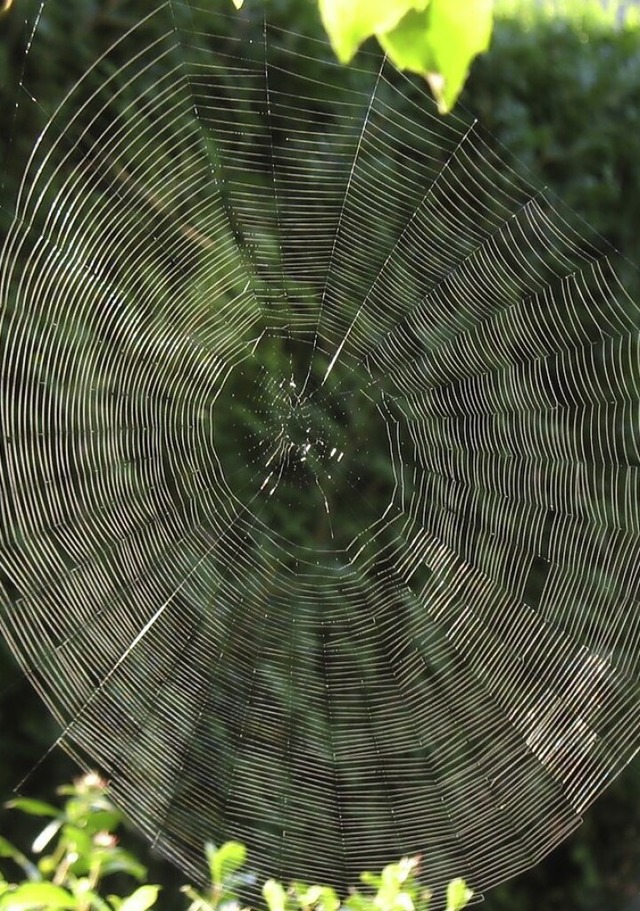 Ein Spinnennetz im Altweibersommer.   | Foto: Helmut Kohler