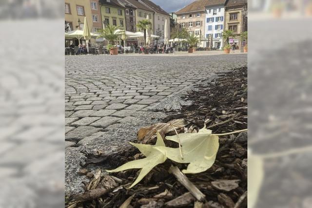 Herbstlaub auf dem Mnsterplatz