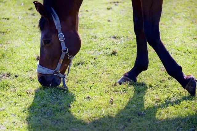 Pferdepension statt Mutterkuhhaltung – Eine Landwirtsfamilie aus Murg-Oberhof steigt um