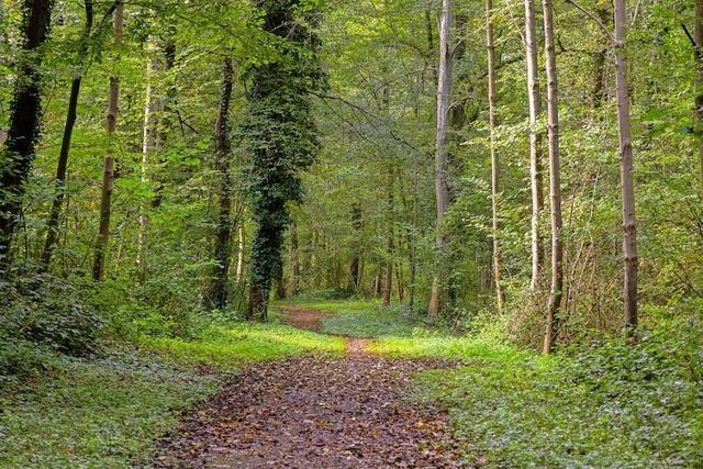 Jahresbericht des Revierfrsters in March: Der Wald erwirtschaft groes Plus