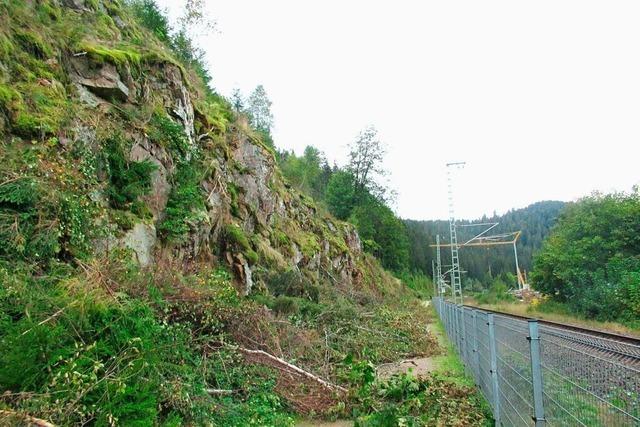 Lichtere Bschung hilft Schmetterlingen: Deshalb ist der Radweg zwischen Neustadt und Lenzkirch gesperrt