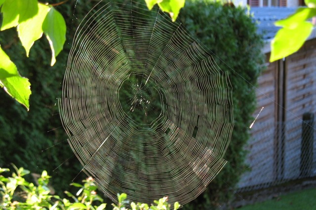 Ein Spinnennetz im Altweibersommer  | Foto: Hlemut Kohler