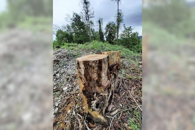 Forst verteidigt Umbau des Waldes