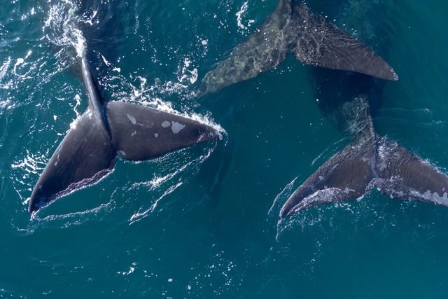 Delegierte aus 88 L&auml;ndern beraten in Lima &uuml;ber den Schutz der Wale.  | Foto: Maxi Jonas/dpa