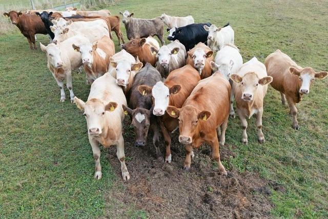 Hilfe fr eine trchtige Kuh in einem Schlammloch kam zu spt – Landwirt aus dem Kreis Lrrach vor Gericht