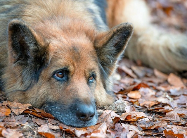 Die Hundesteuer wurde im Gemeinderat diskutiert.  | Foto: Patrick Pleul