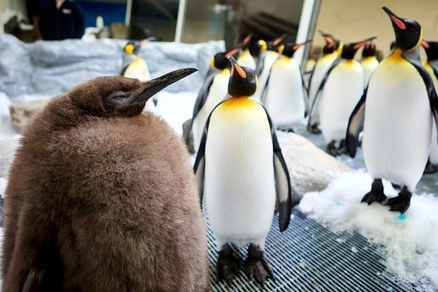 Katy Perry meets Pesto: Riesen-Pinguin-Baby verzückt Popstar