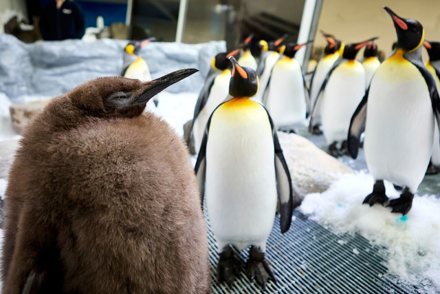 Der kugelrunde Pesto ist zum Social-Media-Star avanciert.  | Foto: Uncredited/SEA LIFE Melbourne/AP/dpa