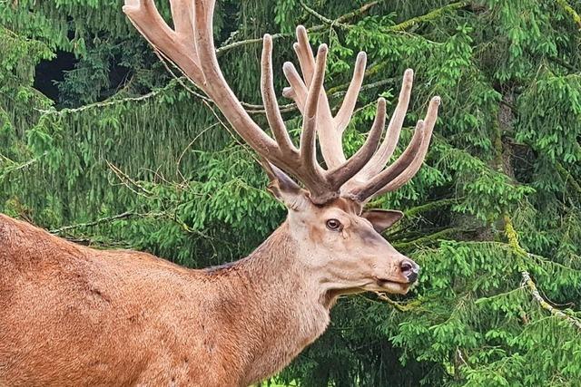 Warum Hirsch Gustav aus dem Zeller Wildgehege gettet werden musste