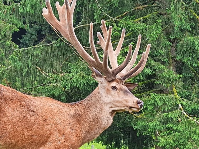 Gustav zu Lebzeiten: Mit seinem stattl... bereits einen anderen Hirsch gettet.  | Foto: Gerald Nill