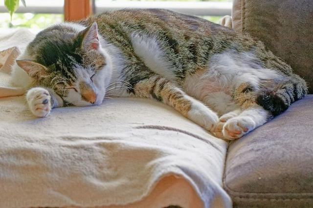 Im zweiten Anlauf: Kenzingen hat jetzt eine Katzenschutzverordnung