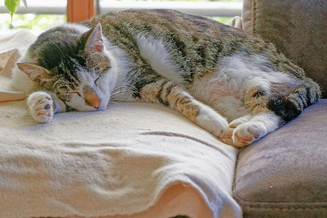 Nicht jede Katze hat&#8217;s so schn ...en jetzt eine Katzenschutzverordnung.   | Foto: Ruth Seitz