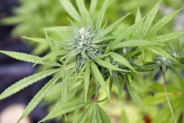 Eine Cannabispflanze - das wollen Soci...berg anbauen.<Bildquelle></Bildquelle>  | Foto: Georg Wendt (dpa)