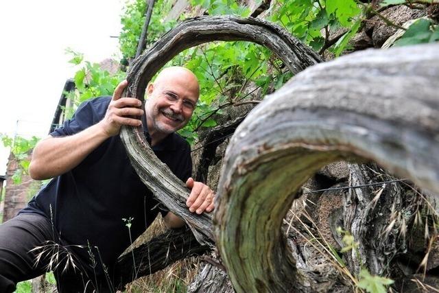Groe Weinbergwanderung - „5 km - 6 Weine Tour“ mit dem Winzer in 4h zum „Goldenen Wagen“