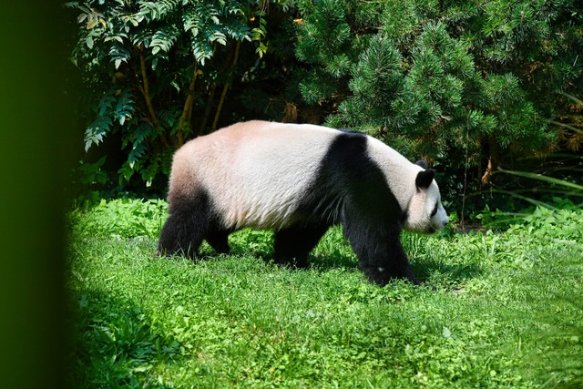 SYMBOLBILD Forscher von der Universit&...ufer vom Panda im Allg&auml;u entdeckt  | Foto: Paul Zinken/dpa