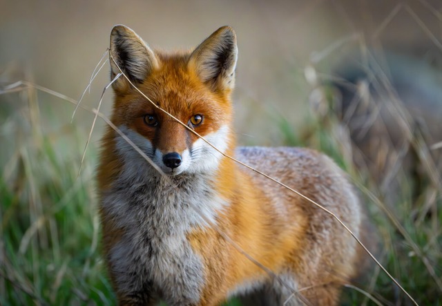 Fchse sind anpassungsfhig und schlau...Wald, Stadt und sogar in (Eis-)wsten.  | Foto: Patrick Pleul/dpa/ZB