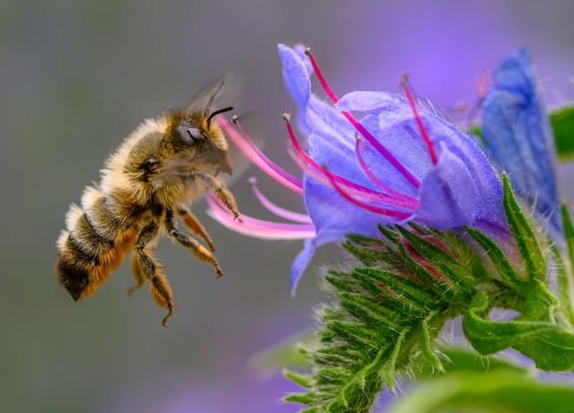 Fleiige Bienchen? Die gestreiften Ins...h gar nicht so tchtig, wie man meint.  | Foto: Patrick Pleul/dpa