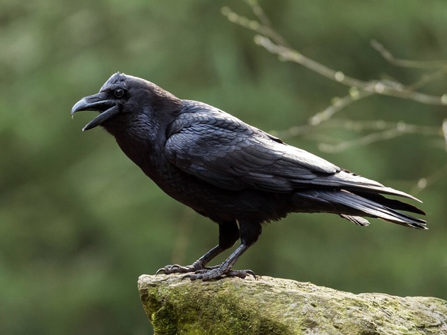 Schlechte Eltern werden als &quot;Rabe...wenn es um den eigenen Nachwuchs geht.  | Foto: Foto: picture alliance / ZB