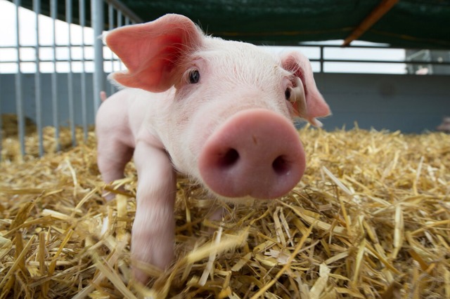 Schweine werden oft als schmutzig beze...ist eigentlich das Gegenteil der Fall.  | Foto: Sebastian Kahnert/dpa-Zentralbild/dpa