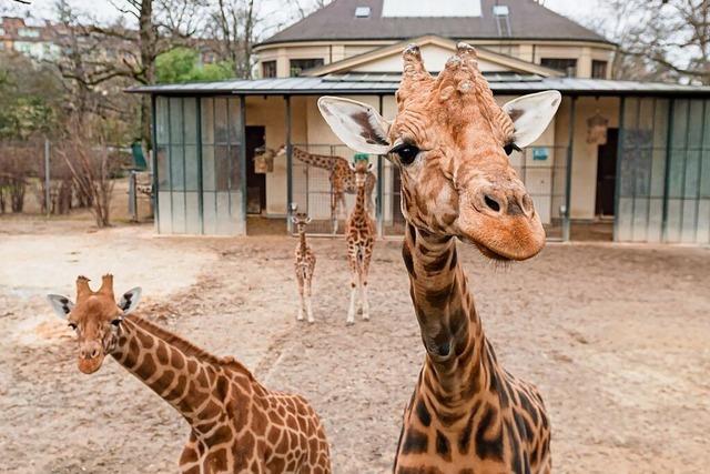 Neue Tiere aus den Tropen, der Savanne und von der Kste: Der Basler Zoo will weiter wachsen