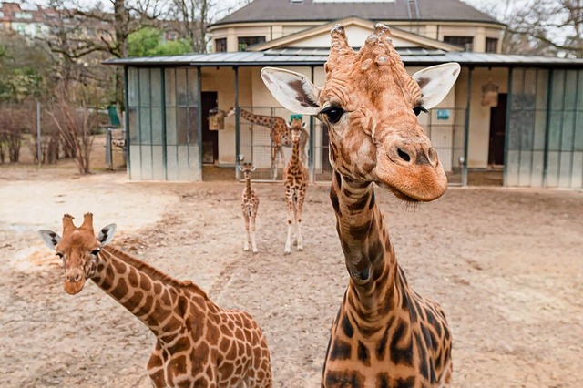 Giraffen im Basler &#8222;Zolli&#8220;: Der Zoo will weiter wachsen.  | Foto: Zoo Basel (Torben Weber)