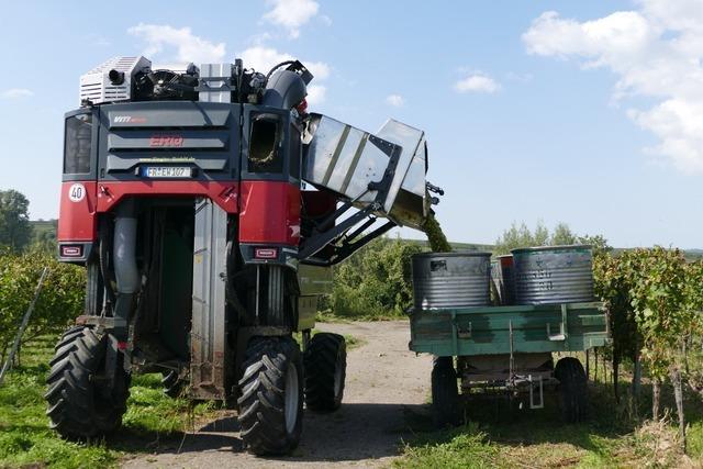 Landwirt Eugen Hnsler in Freiburg steckt mitten im Herbst –  und sieht keine rosige Zukunft fr den Wein