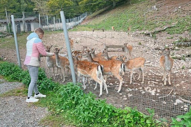 Freiwillige mit Fachwissen sind fr den Frderverein Wildgehege St. Blasien gefragt