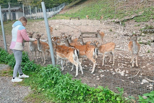 Eine Urlauberin aus der Schweiz fttert Wild im St. Blasier Wildgehege.  | Foto: Sebastian Barthmes