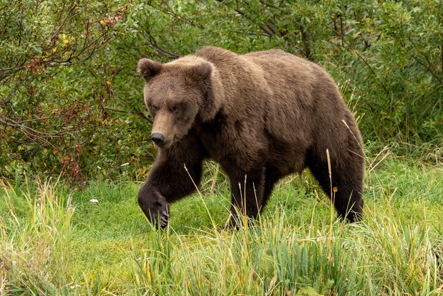 F&uuml;r den B&auml;ren-Nachwuchs gibt es einen Junior-Wettbewerb.  | Foto: C. Cravatta/National Park Service/AP/dpa