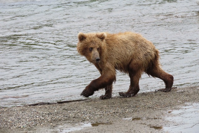 Im Sommer m&uuml;ssen die Braunb&auml;ren vor der Winterruhe anspecken.  | Foto: T. Carmack/National Park Service/AP/dpa