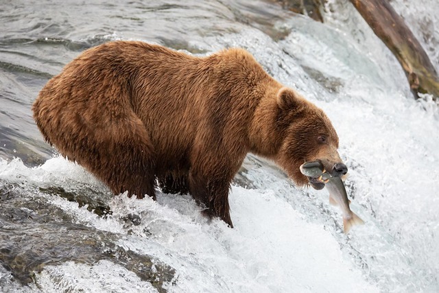 Die Braunb&auml;rin 402 hat den Angrif...lichen B&auml;ren nicht &uuml;berlebt.  | Foto: -/Katmai National Park and Preserve/dpa