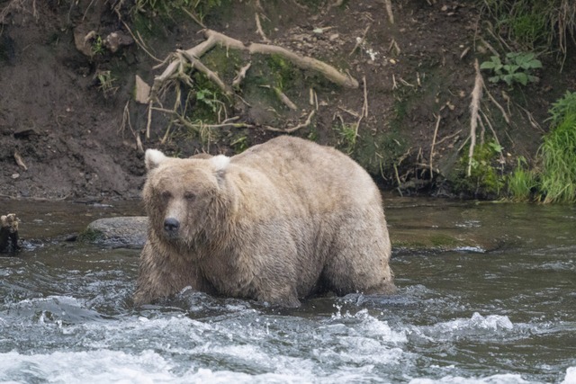 Grazer war  die Gewinnerin des Fat Bear Contest 2023.<Bildquelle></Bildquelle>  | Foto: F. Jimenez (dpa)