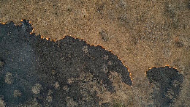 Die Luft flimmert vor Hitze, w&auml;hr...ammen durch das trockene Gras fressen.  | Foto: Diego Cardoso/dpa