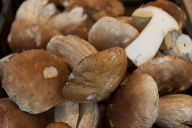 Sammler wollen kiloweise Pilze aus dem Schwarzwald in die Schweiz schmuggeln