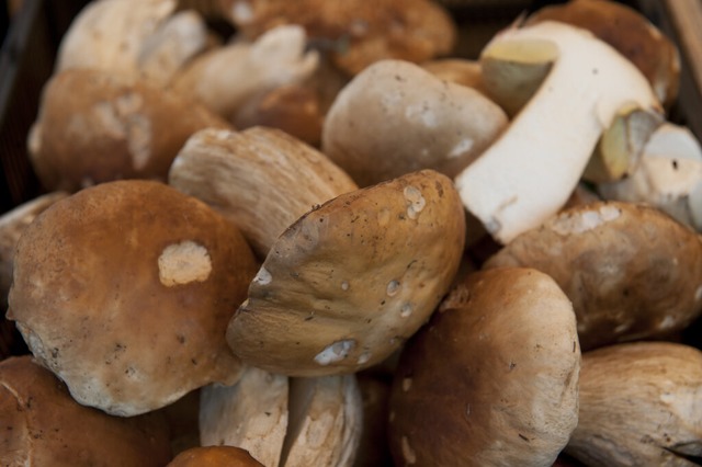 Steinpilze sind besonders geschtzt (Symbolfoto).<Bildquelle></Bildquelle>  | Foto: Victoria Bonn-Meuser