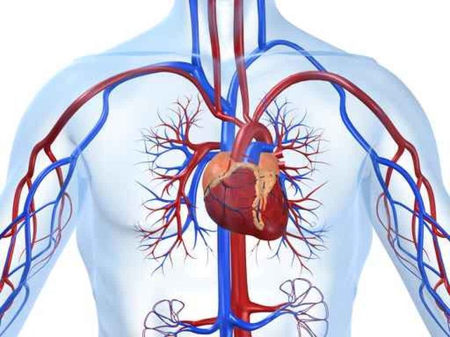 Unser Herz pumpt das Blut durch Arterien (rot) und Venen (blau).  | Foto: fotolia.com/sebastian kaulitzki