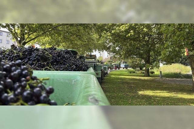 Die letzte Se in den Wein