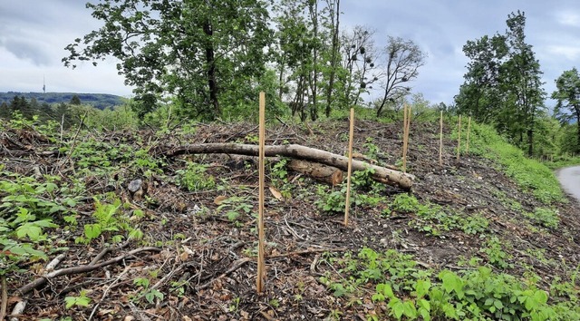 Baumfllungen wie im Frhjahr im Sohleck soll es knftig nicht mehr geben.  | Foto: Hannes Lauber