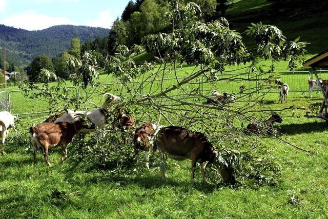 In Elzach wird das sechste Geienfest gefeiert