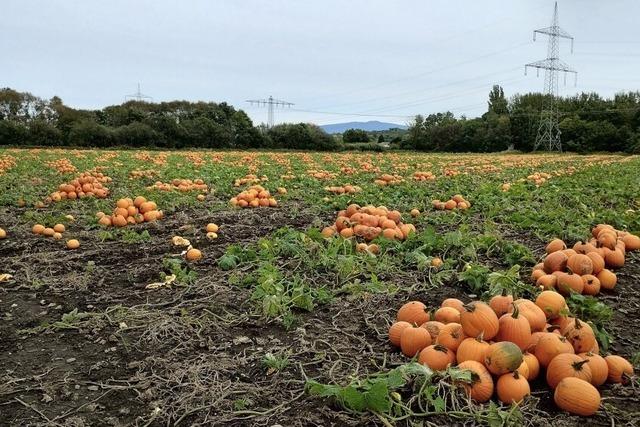 Herbstzeit – Krbiszeit