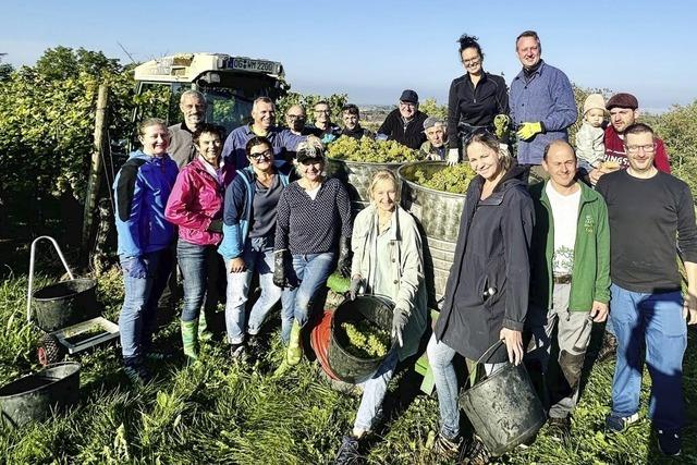 Weine zur 800-Jahrfeier in Ringsheim reifen jetzt