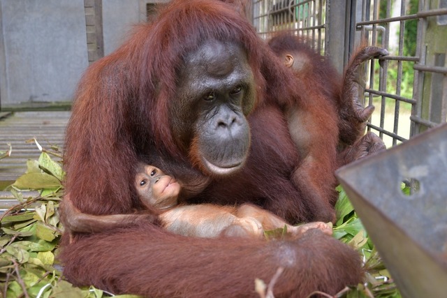 Supermama Du k&uuml;mmert sich nun um ...trum Nyaru Menteng Unterst&uuml;tzung.  | Foto: Bos Foundation/dpa