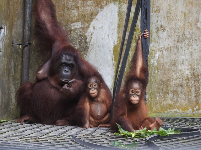 Die Kleinfamilie ist vor&uuml;bergehen...Rettungszentrum Nyaru Menteng gezogen.  | Foto: Bos Foundation/dpa